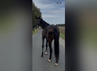 Oldenburg, Gelding, 3 years, 16,2 hh, Black