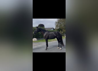 Oldenburg, Gelding, 3 years, 16,2 hh, Black