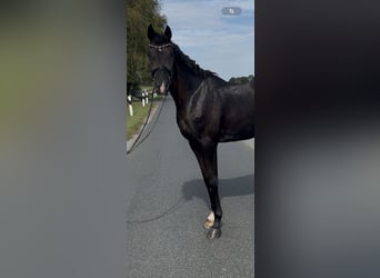 Oldenburg, Gelding, 3 years, 16,2 hh, Black