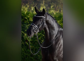 Oldenburg, Gelding, 3 years, 16,2 hh, Black