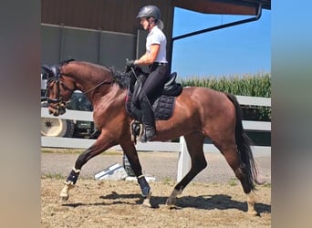 Oldenburg, Gelding, 3 years, 16,2 hh, Brown