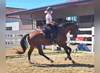 Oldenburg, Gelding, 3 years, 16,2 hh, Brown