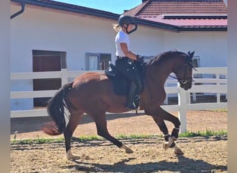 Oldenburg, Gelding, 3 years, 16,2 hh, Brown