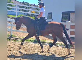 Oldenburg, Gelding, 3 years, 16,2 hh, Brown