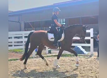 Oldenburg, Gelding, 3 years, 16,2 hh, Brown