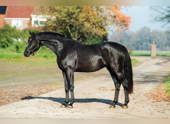 Oldenburg, Gelding, 3 years, 16,2 hh, Chestnut