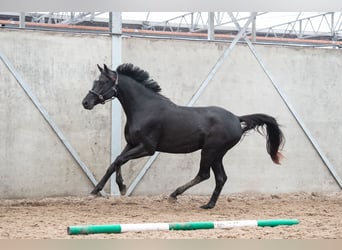 Oldenburg, Gelding, 3 years, 16,2 hh, Chestnut