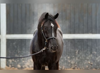 Oldenburg, Gelding, 3 years, 16,2 hh, Chestnut