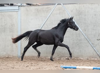 Oldenburg, Gelding, 3 years, 16,2 hh, Chestnut