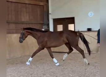 Oldenburg, Gelding, 3 years, 16,2 hh, Chestnut