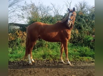 Oldenburg, Gelding, 3 years, 16,2 hh, Chestnut-Red