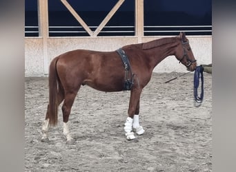 Oldenburg, Gelding, 3 years, 16,2 hh, Chestnut-Red