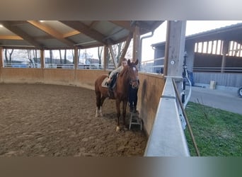 Oldenburg, Gelding, 3 years, 16,2 hh, Chestnut-Red