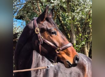Oldenburg, Gelding, 3 years, 16,3 hh, Bay-Dark