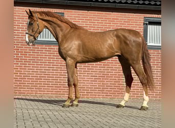 Oldenburg, Gelding, 3 years, 16,3 hh