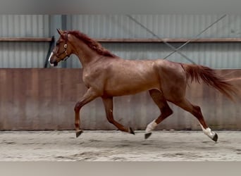 Oldenburg, Gelding, 3 years, 16,3 hh
