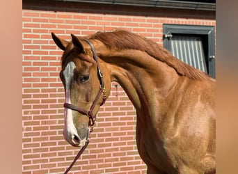Oldenburg, Gelding, 3 years, 16,3 hh