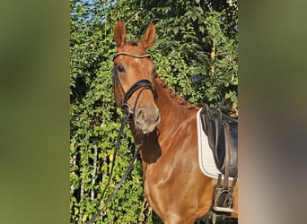 Oldenburg, Gelding, 3 years, 17.1 hh, Chestnut-Red