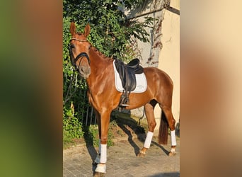 Oldenburg, Gelding, 3 years, 17.1 hh, Chestnut-Red