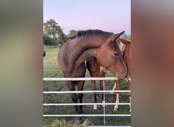 Oldenburg, Gelding, 3 years, 17 hh, Bay-Dark