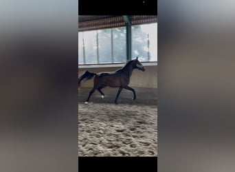 Oldenburg, Gelding, 3 years, 17 hh, Bay-Dark