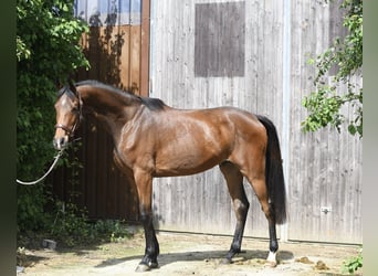 Oldenburg, Gelding, 3 years, 17 hh, Brown