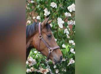 Oldenburg, Gelding, 3 years, 17 hh, Brown