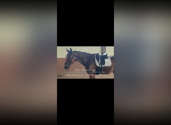 Oldenburg, Gelding, 3 years, 17 hh, Brown
