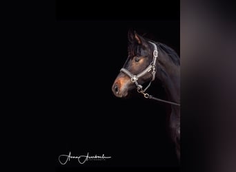 Oldenburg, Gelding, 3 years, 17 hh, Smoky-Black