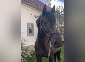 Oldenburg, Gelding, 3 years, 17 hh, Smoky-Black