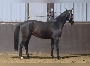 Oldenburg, Gelding, 3 years, Bay-Dark