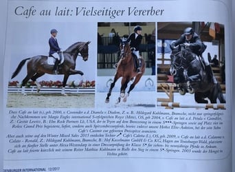 Oldenburg, Gelding, 3 years, Brown