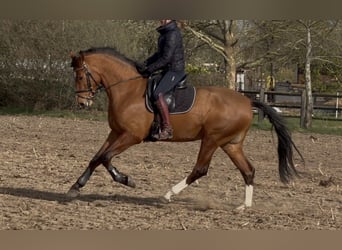Oldenburg, Gelding, 3 years, Brown