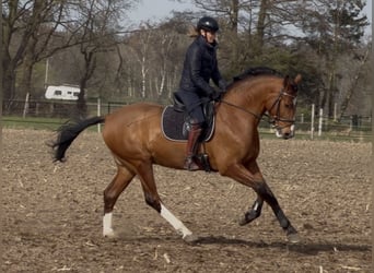 Oldenburg, Gelding, 3 years, Brown