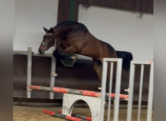 Oldenburg, Gelding, 3 years, Brown
