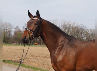 Oldenburg, Gelding, 3 years, Brown