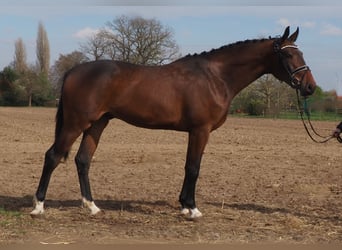 Oldenburg, Gelding, 3 years, Brown
