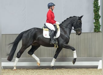 Oldenburg, Gelding, 3 years, Smoky-Black