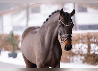 Oldenburg, Gelding, 4 years, 15.3 hh, Bay-Dark