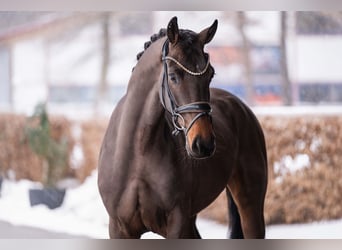 Oldenburg, Gelding, 4 years, 15.3 hh, Bay-Dark