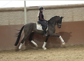 Oldenburg, Gelding, 4 years, 15.3 hh, Bay-Dark