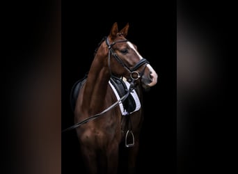 Oldenburg, Gelding, 4 years, 15,3 hh, Chestnut