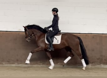 Oldenburg, Gelding, 4 years, 15.3 hh, Chestnut