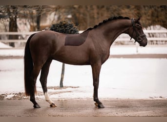 Oldenburg, Gelding, 4 years, 15.3 hh, Smoky-Black