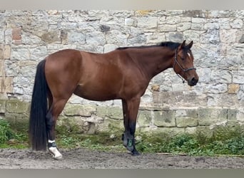 Oldenburg, Gelding, 4 years, 15,2 hh, Brown