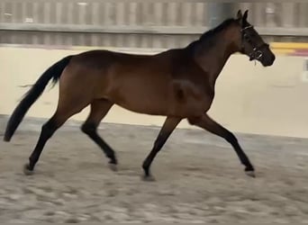 Oldenburg, Gelding, 4 years, 15,2 hh, Chestnut-Red
