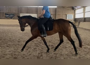 Oldenburg, Gelding, 4 years, 15,2 hh, Chestnut-Red