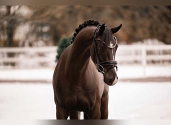 Oldenburg, Gelding, 4 years, 15,3 hh, Smoky-Black