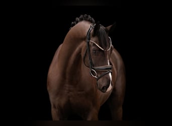 Oldenburg, Gelding, 4 years, 15,3 hh, Smoky-Black