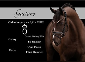 Oldenburg, Gelding, 4 years, 15,3 hh, Smoky-Black